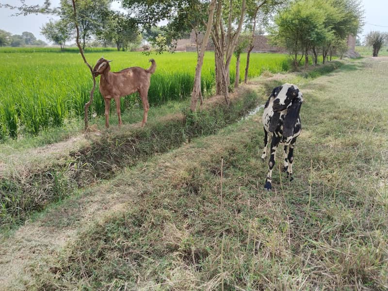 دو صحت مند بکریاں برائے فروخت — اچھا قد کاٹھ، خالی بکریاں 5