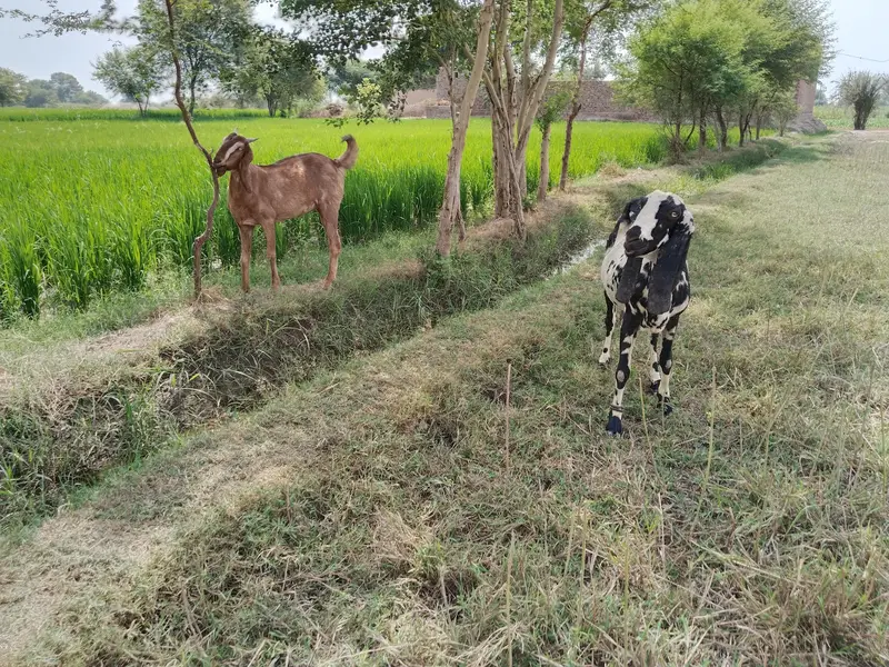 دو صحت مند بکریاں برائے فروخت — اچھا قد کاٹھ، خالی بکریاں — photo 6