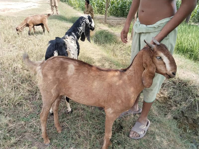 دو صحت مند بکریاں برائے فروخت — اچھا قد کاٹھ، خالی بکریاں 9