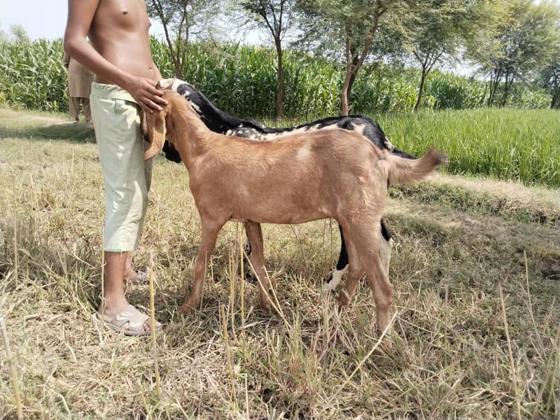 دو صحت مند بکریاں برائے فروخت — اچھا قد کاٹھ، خالی بکریاں 10