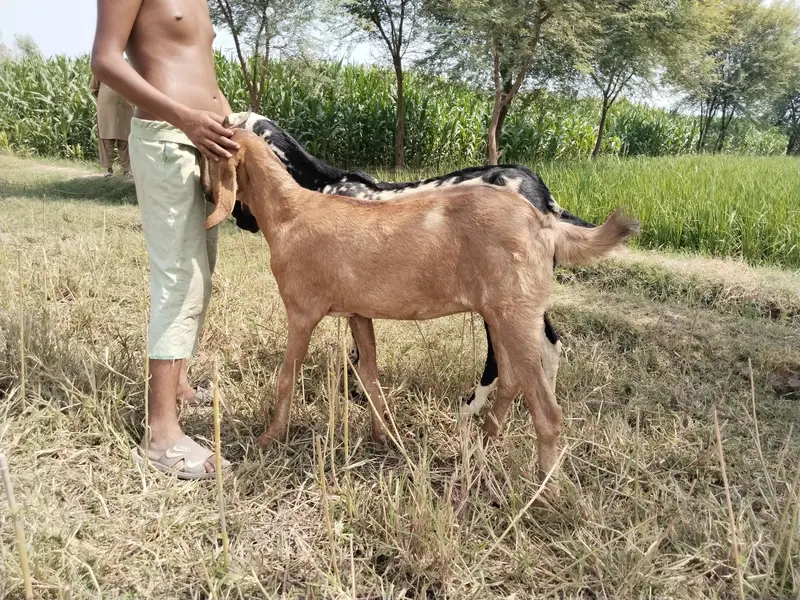 دو صحت مند بکریاں برائے فروخت — اچھا قد کاٹھ، خالی بکریاں — photo 11