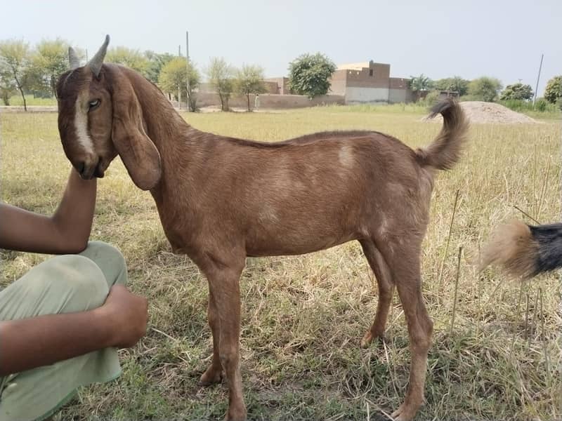 دو صحت مند بکریاں برائے فروخت — اچھا قد کاٹھ، خالی بکریاں 12