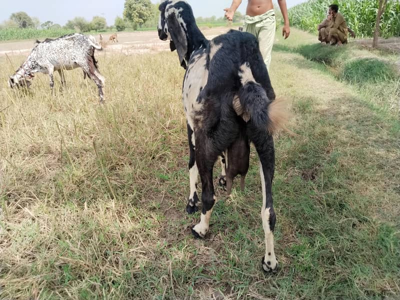 دو صحت مند بکریاں برائے فروخت — اچھا قد کاٹھ، خالی بکریاں 14