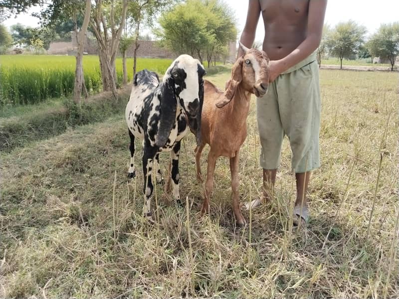 دو صحت مند بکریاں برائے فروخت — اچھا قد کاٹھ، خالی بکریاں 17