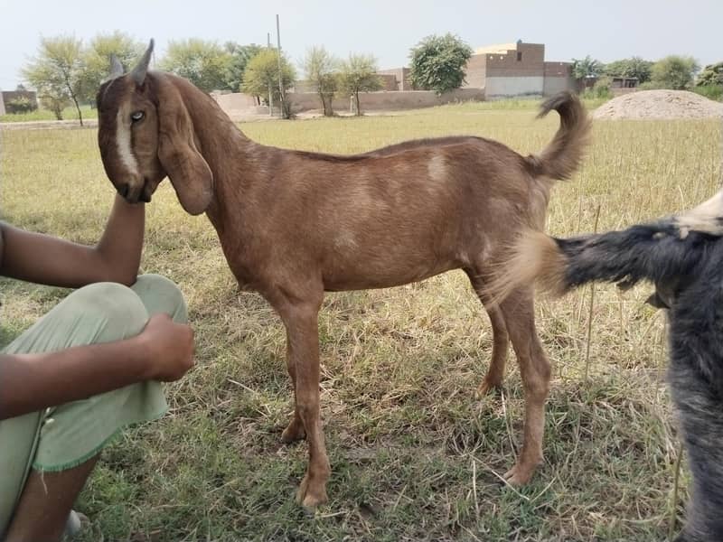 دو صحت مند بکریاں برائے فروخت — اچھا قد کاٹھ، خالی بکریاں 18
