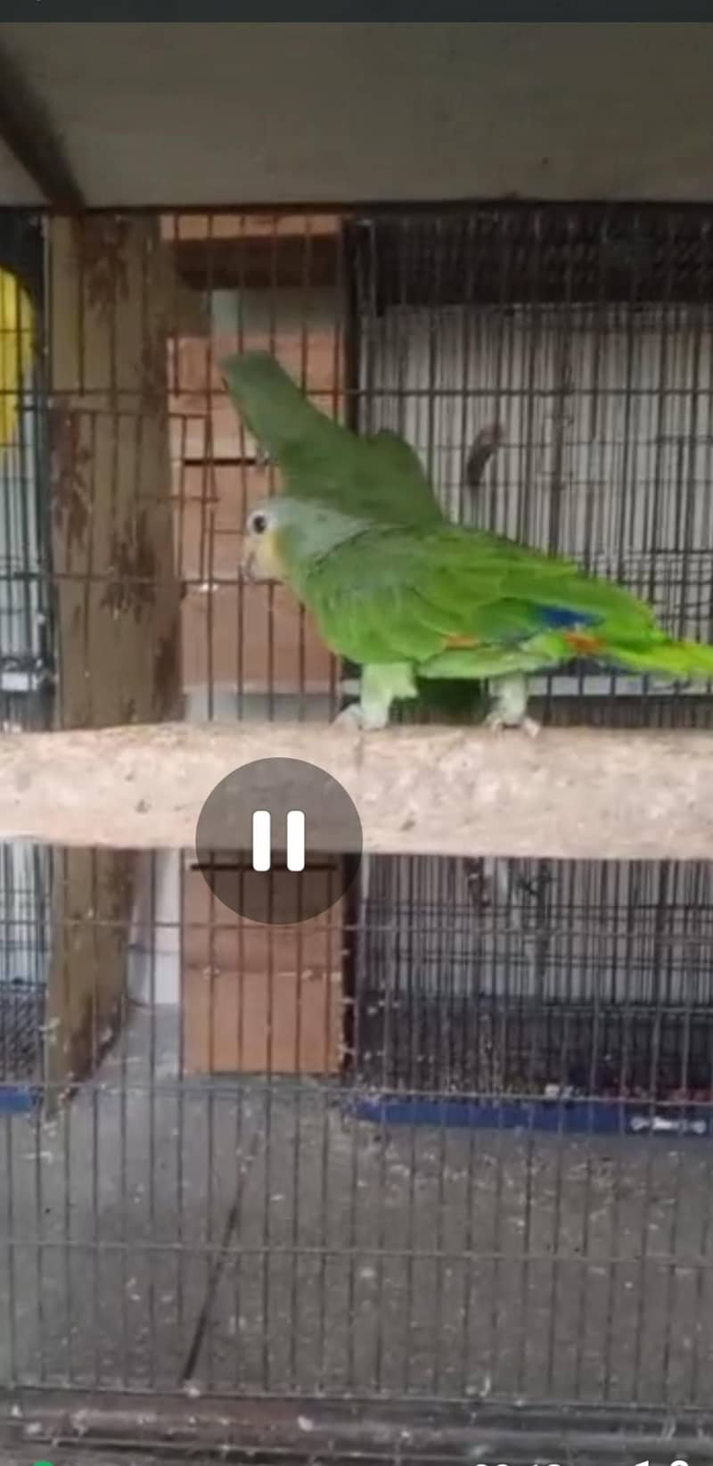 Amazon parrot 0