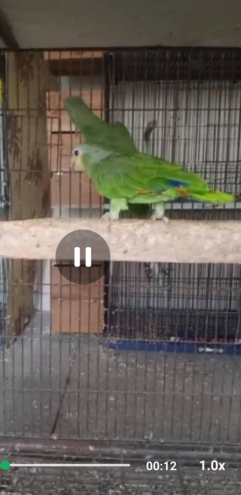 Amazon parrot 1