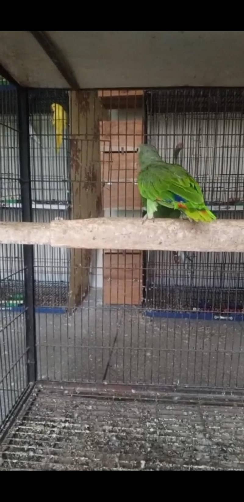 Amazon parrot 2