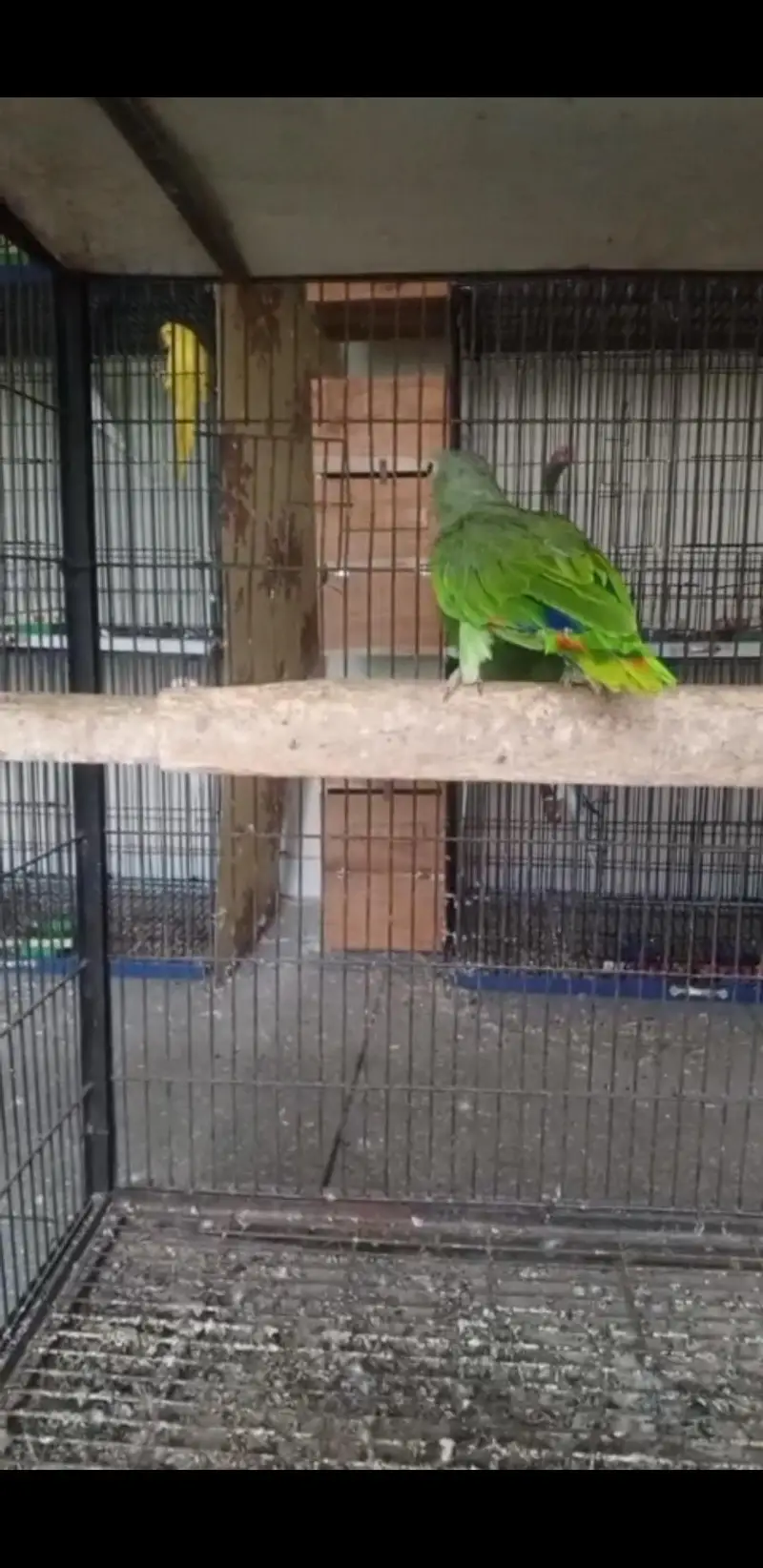 Amazon parrot — photo 3