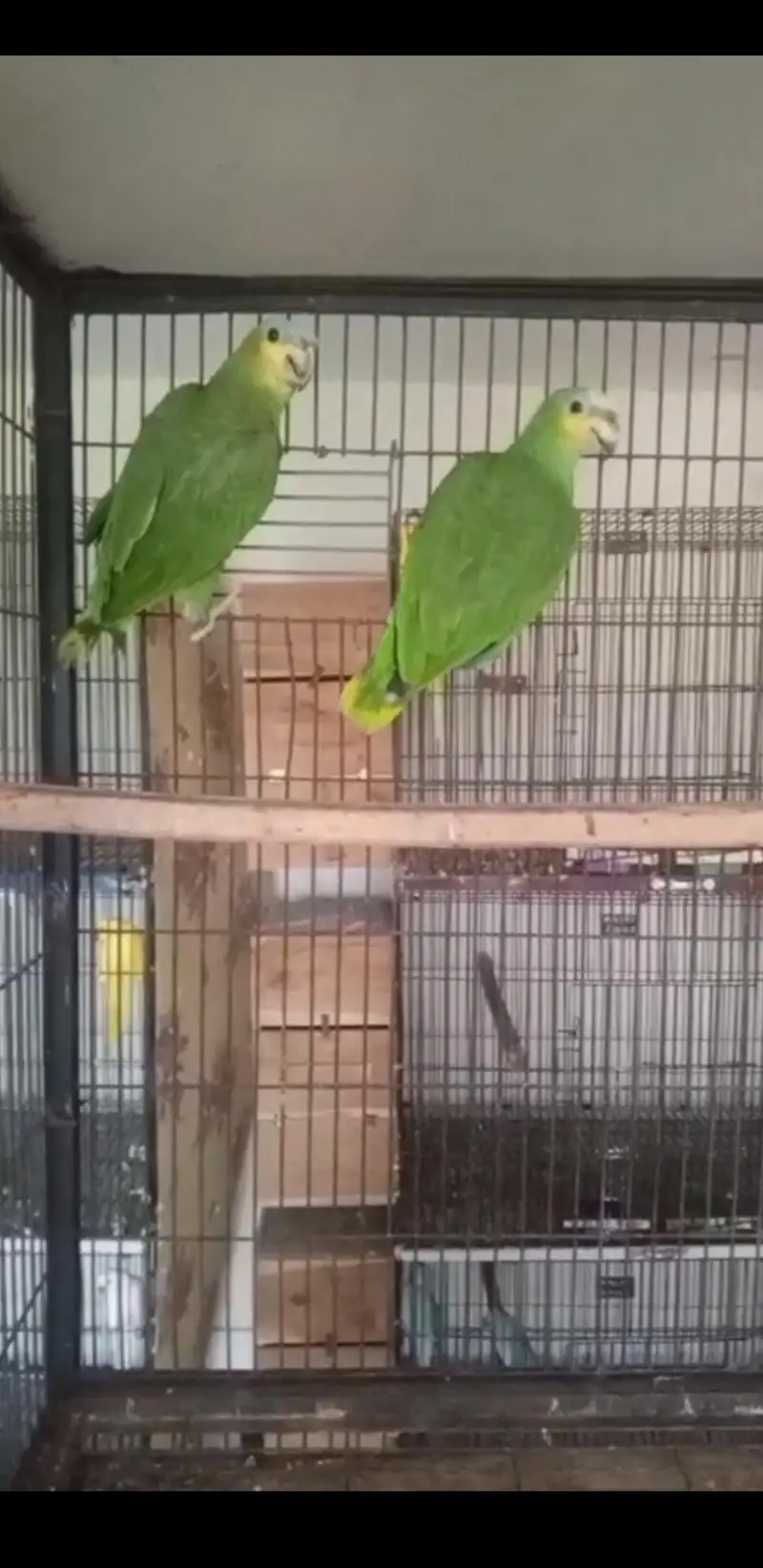 Amazon parrot — photo 4