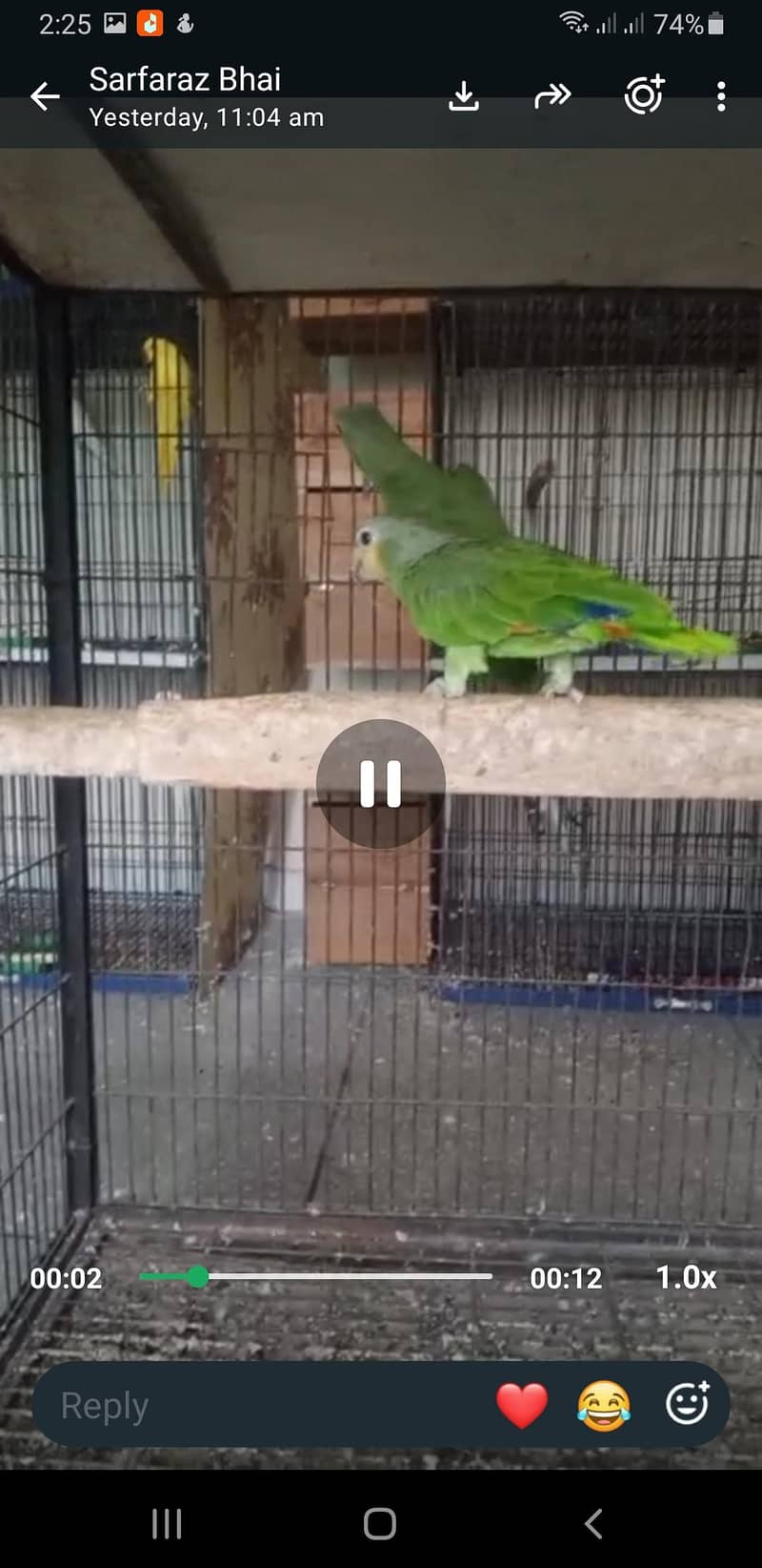 Amazon parrot 4
