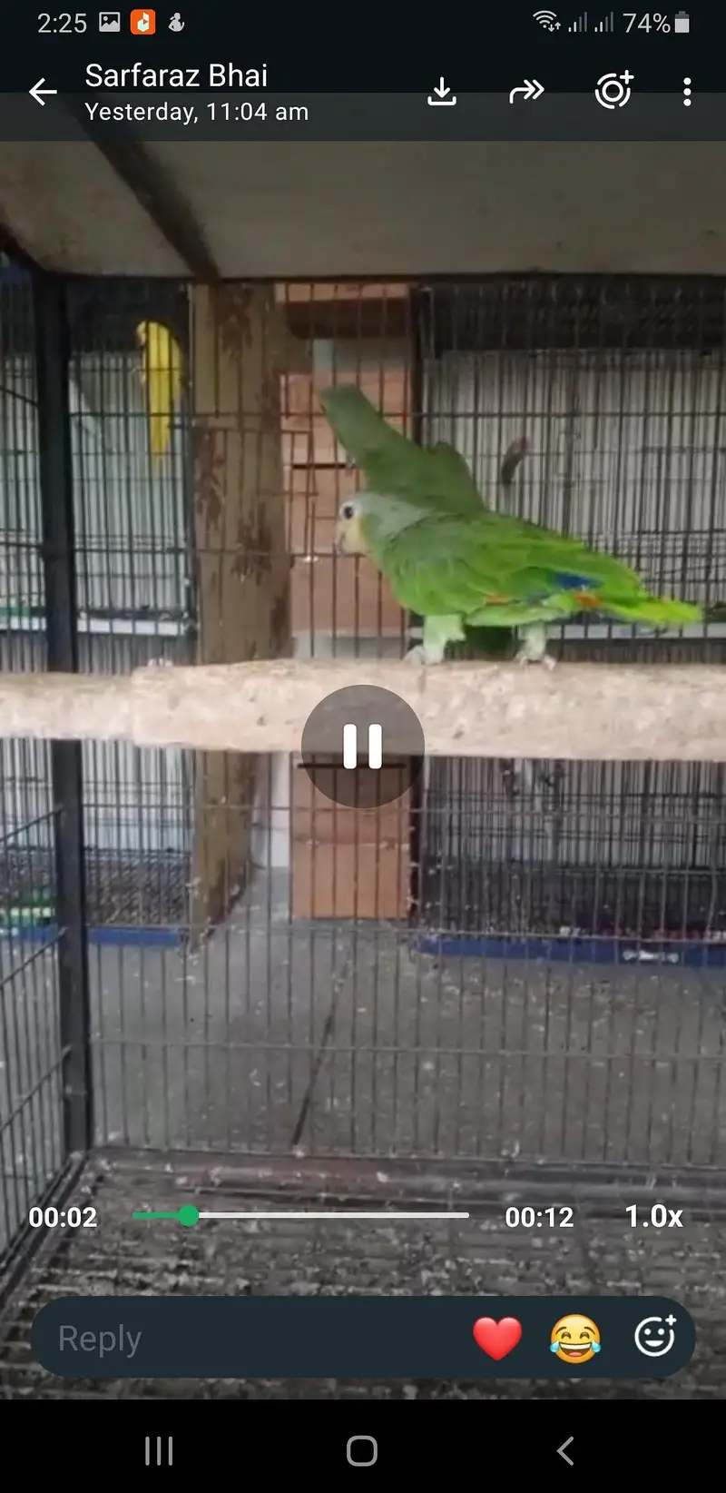 Amazon parrot — photo 5