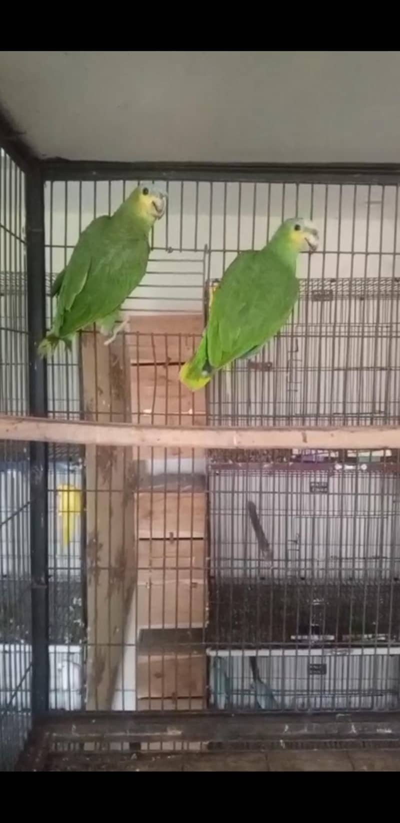 Amazon parrot 6