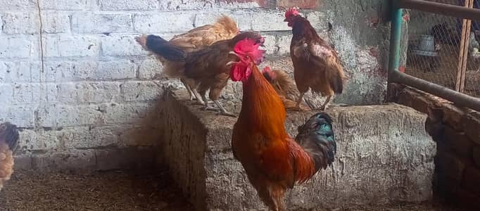 Desi murgi aur murga/breeder desi murgai available