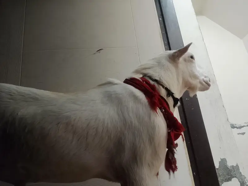 Teeda Breeder Gulabi pure — photo 2