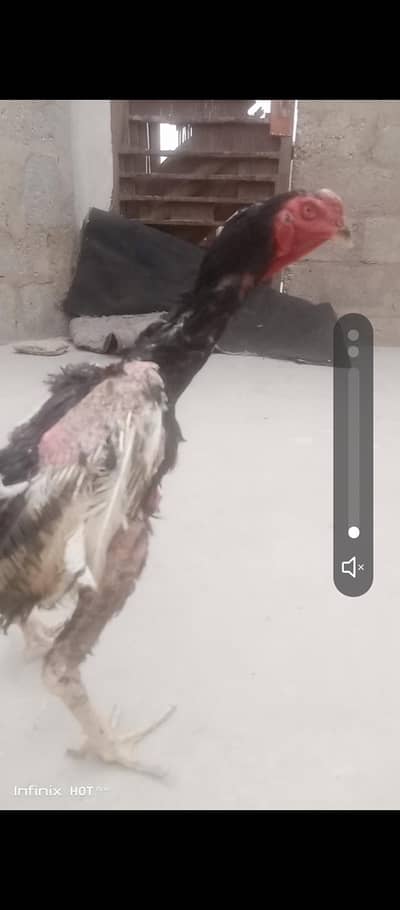 shamo orignal 6 manth