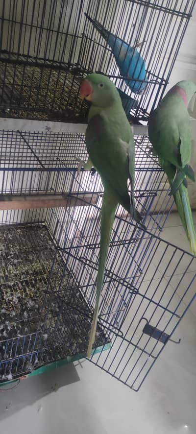 tame pair for sale