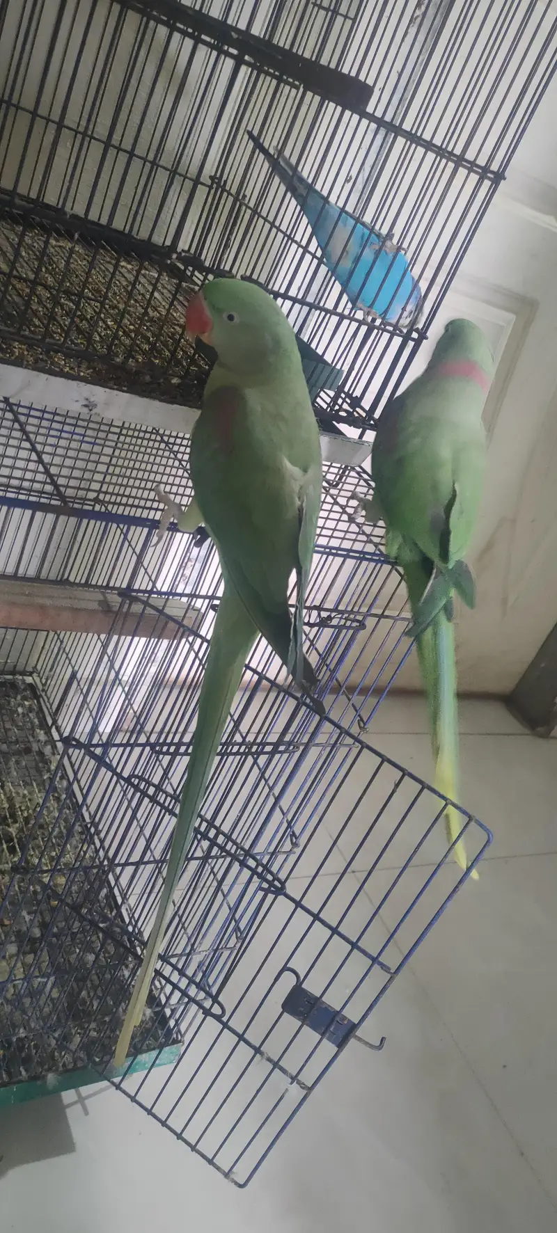tame pair for sale — photo 2