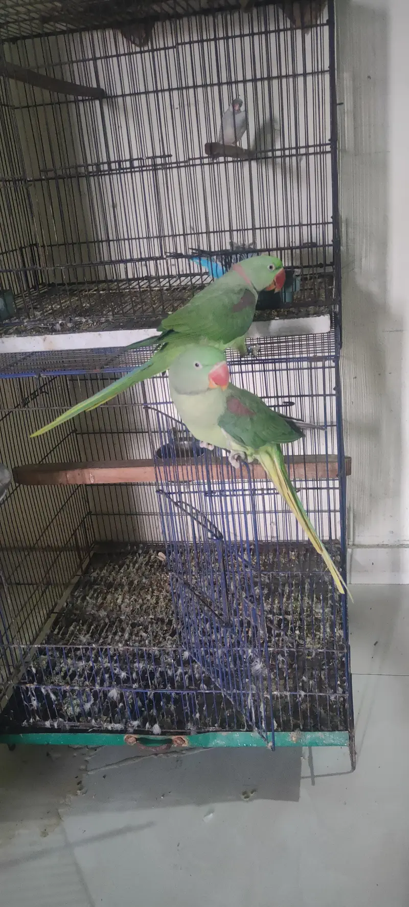 tame pair for sale — photo 3