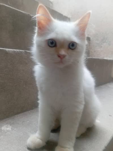 Persian cats