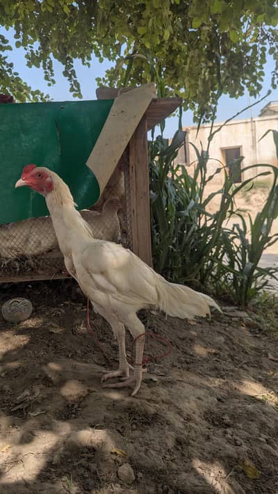 White Heera Aseel For Sale