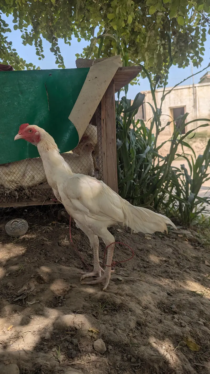 White Heera Aseel For Sale — photo 2