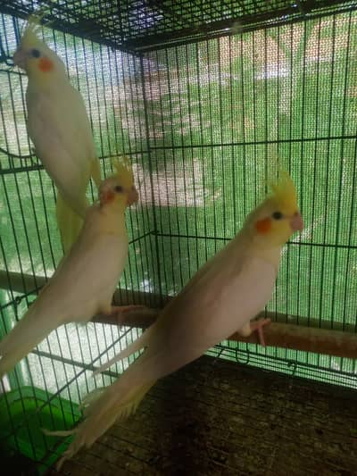 Cream Cocktail self chicks