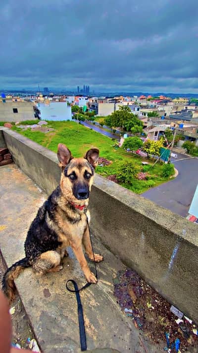 Gsd cross trained dog for sale 11 months