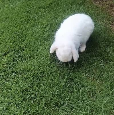 Holland lop male