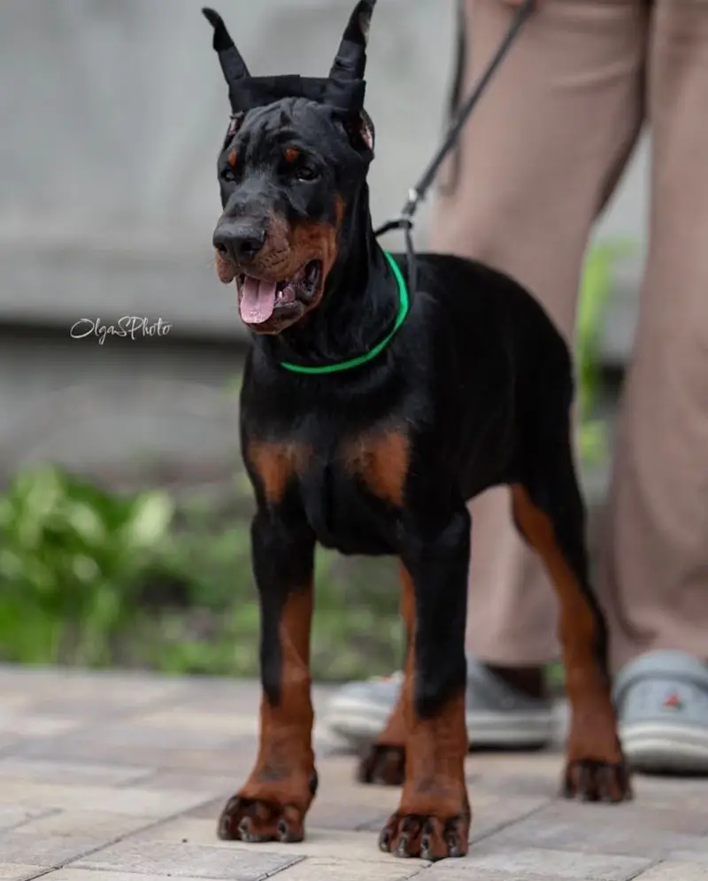 IMPORTED DOBERMAN PUPPIES AVAILABLE FOR SALE — photo 2