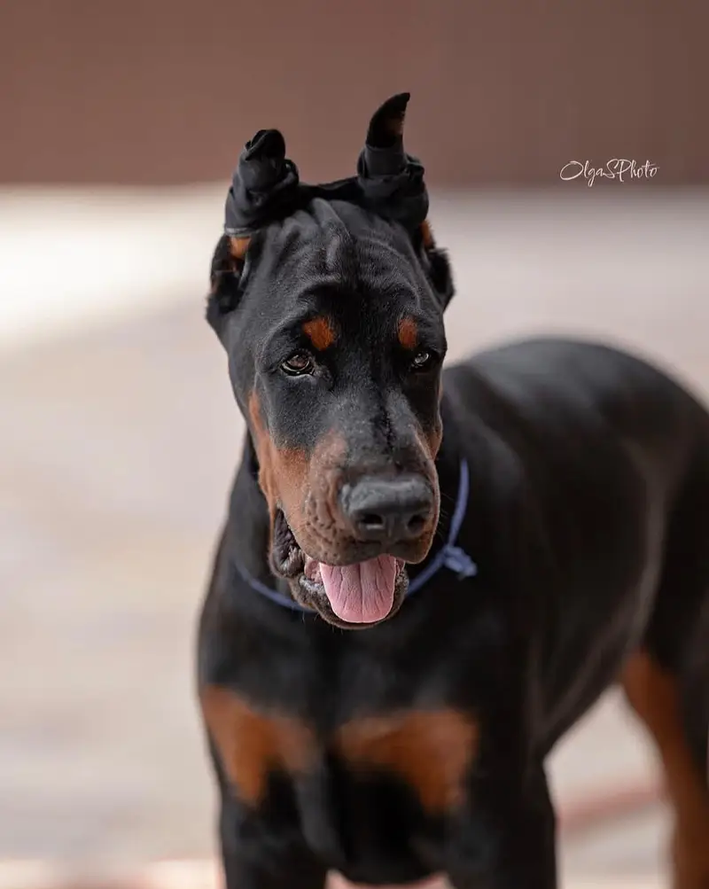 IMPORTED DOBERMAN PUPPIES AVAILABLE FOR SALE — photo 3