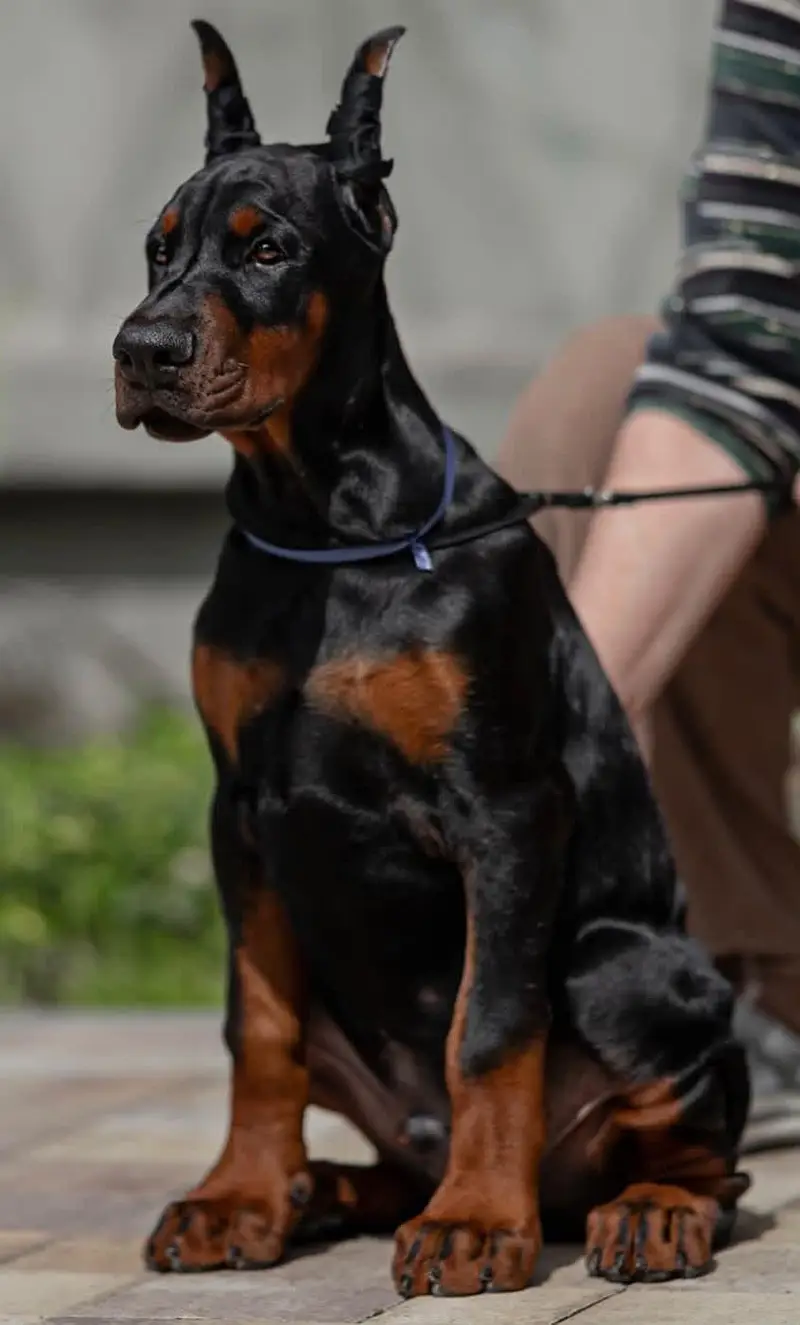 IMPORTED DOBERMAN PUPPIES AVAILABLE FOR SALE — photo 4