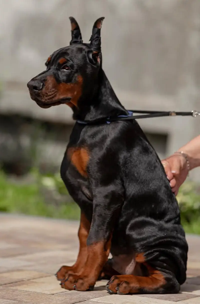 IMPORTED DOBERMAN PUPPIES AVAILABLE FOR SALE — photo 5