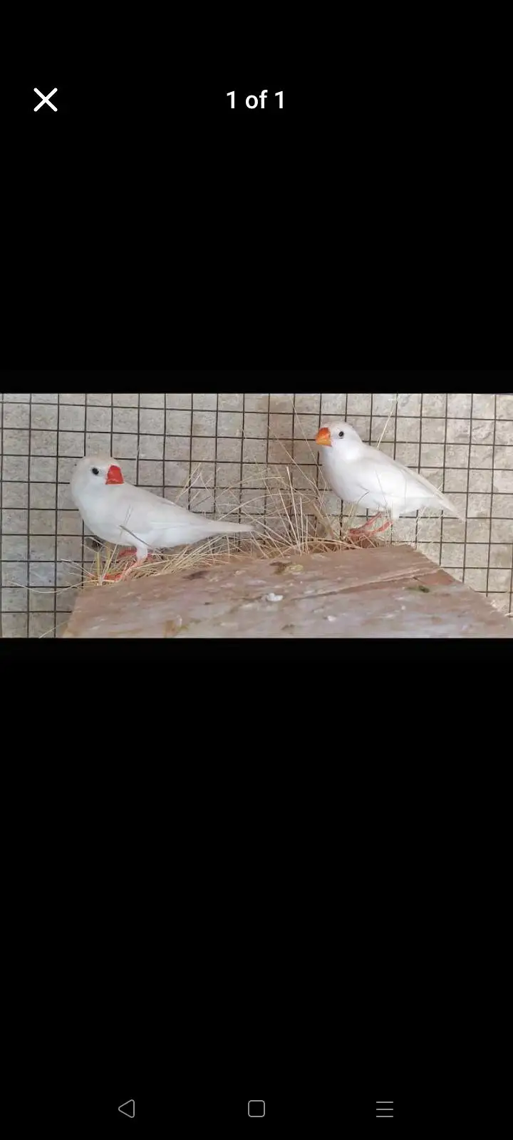 snow white finch pair