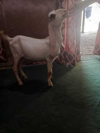 urgent sale need cash only WhatsApp 03152344578