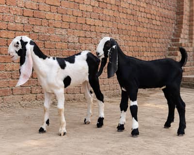 Desi female Goats – Beautiful 3 Month Old Pair