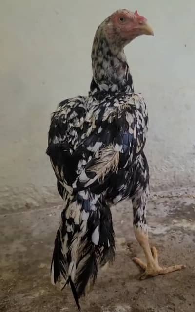 High quality cheeni madi 03435635876