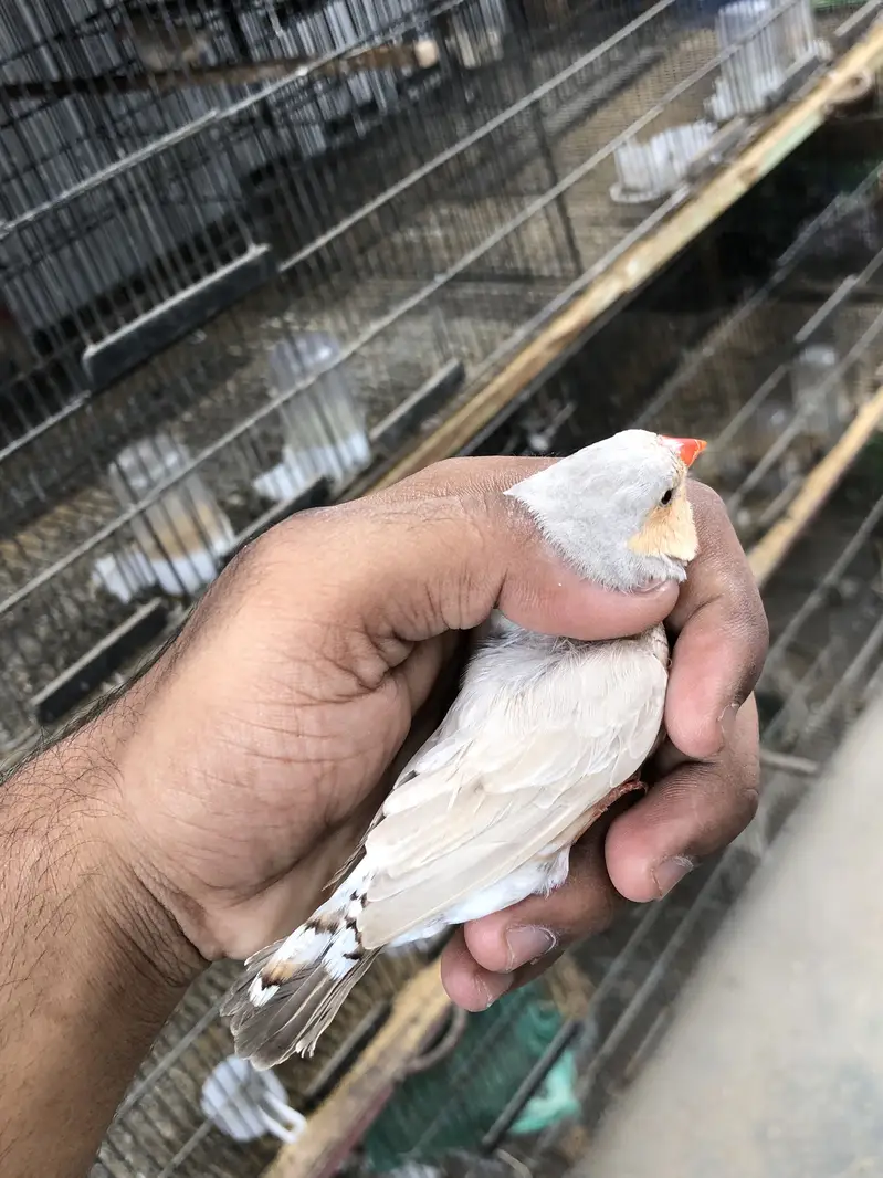 Lb orange  — photo 2