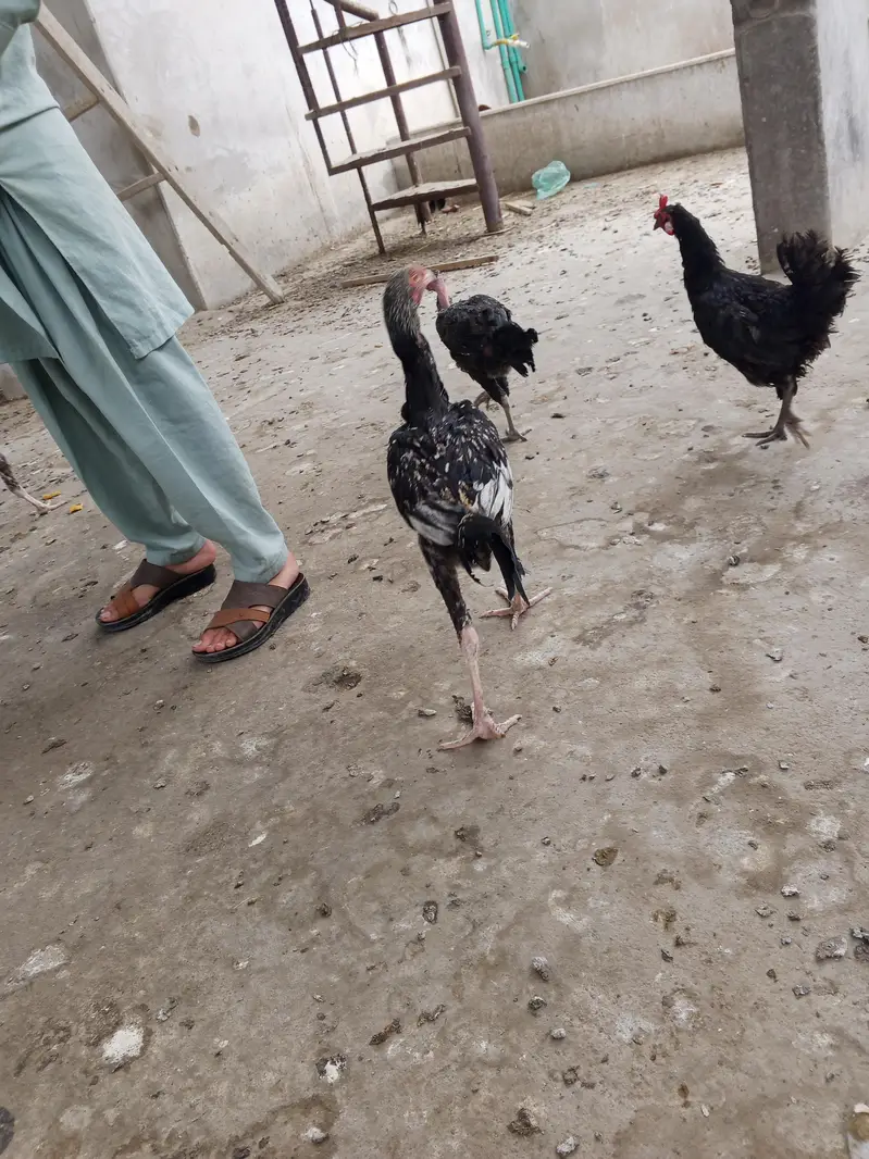 aseel murga or murgi or patte for sale — photo 2