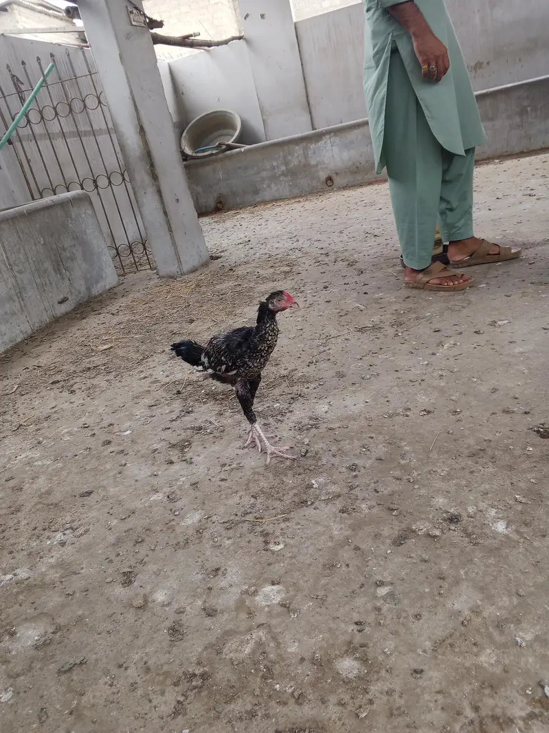 aseel murga or murgi or patte for sale — photo 3