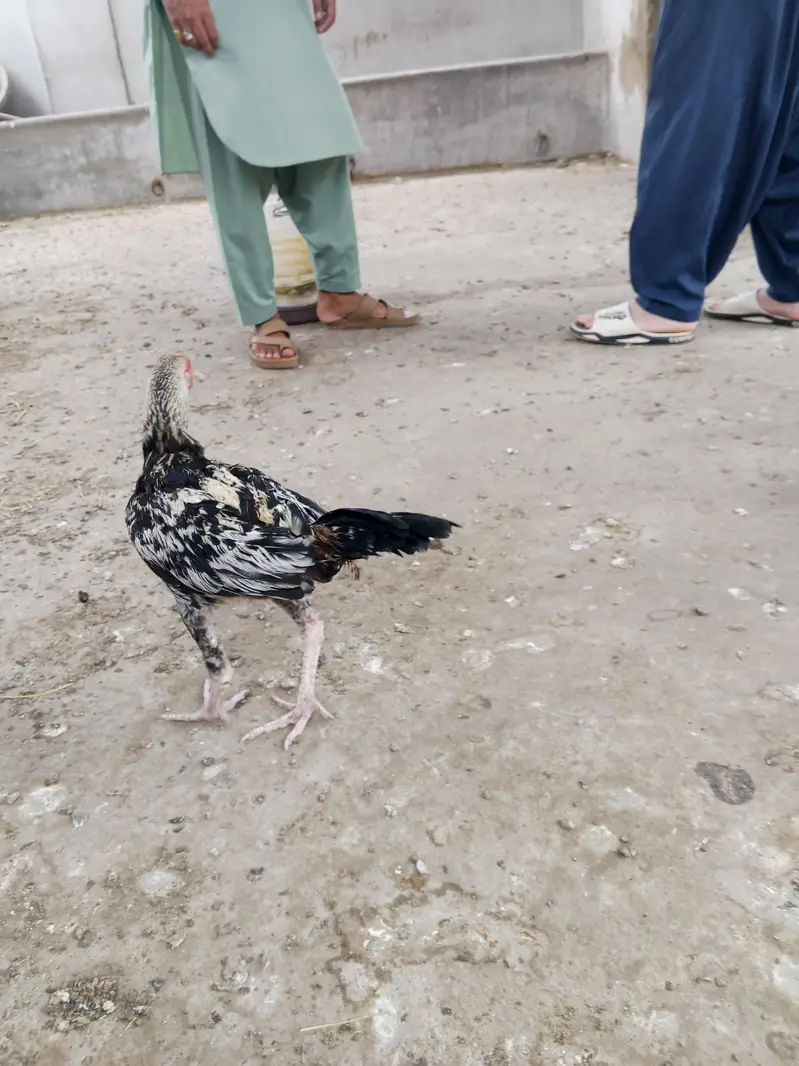 aseel murga or murgi or patte for sale — photo 4