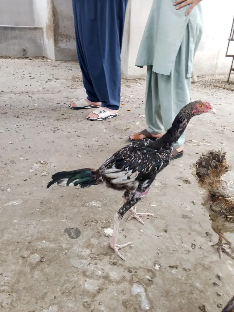 aseel murga or murgi or patte for sale — photo 5