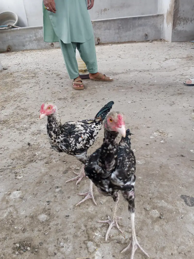 aseel murga or murgi or patte for sale — photo 6