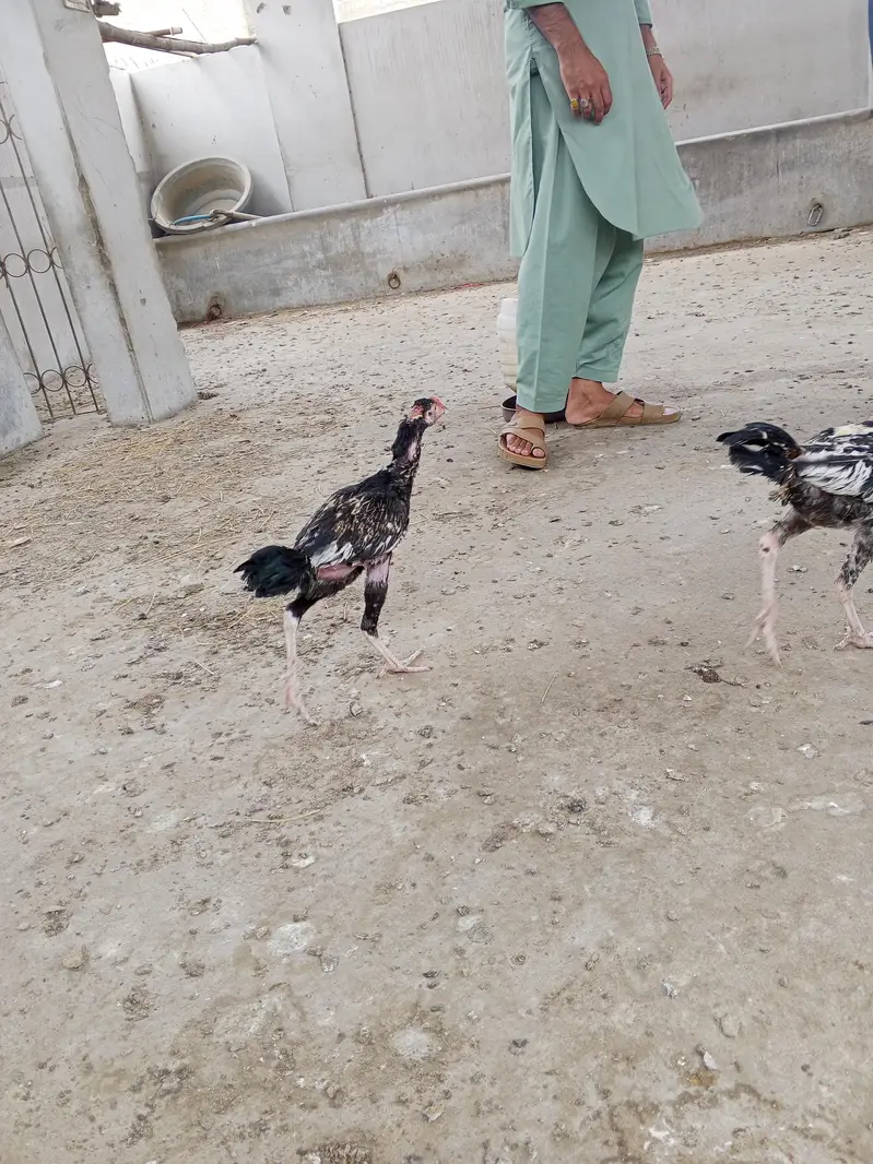 aseel murga or murgi or patte for sale — photo 7