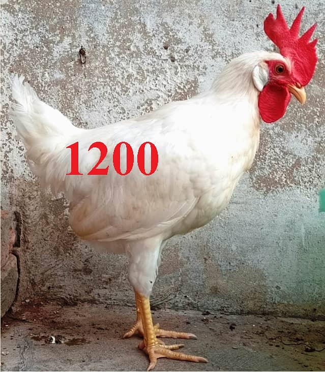Murga 0