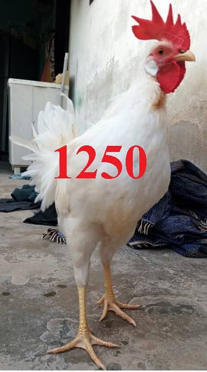 Murga 1