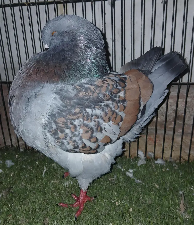 Lahori Sherazi Pigeons — photo 9