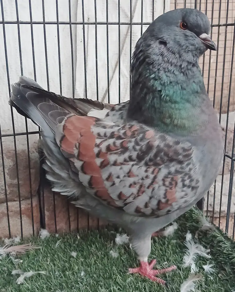 Lahori Sherazi Pigeons — photo 10