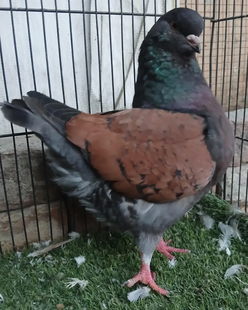 Lahori Sherazi Pigeons — photo 11