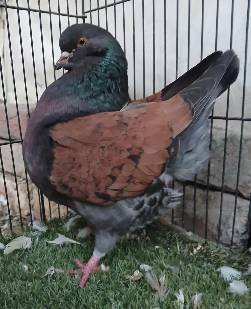 Lahori Sherazi Pigeons — photo 12